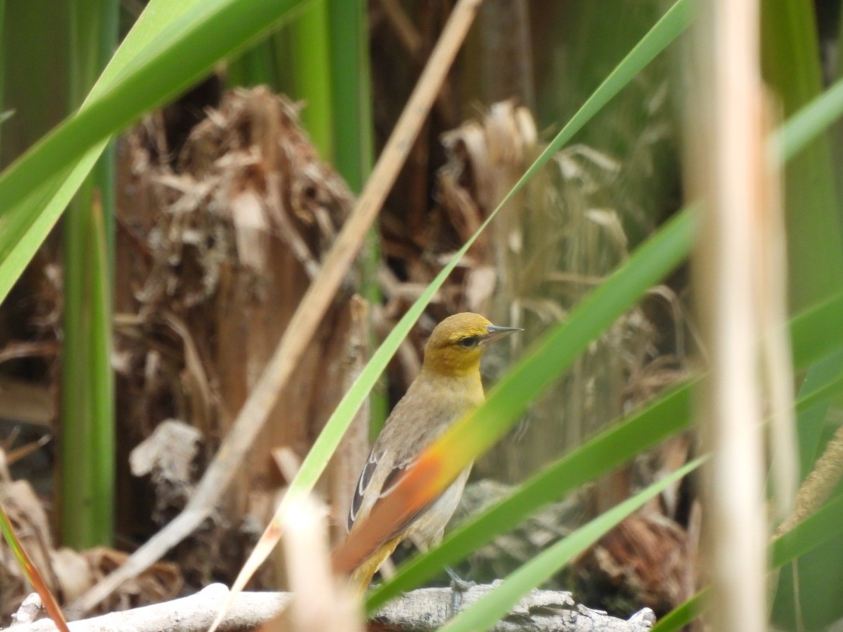 Bullock's Oriole - ML641401035