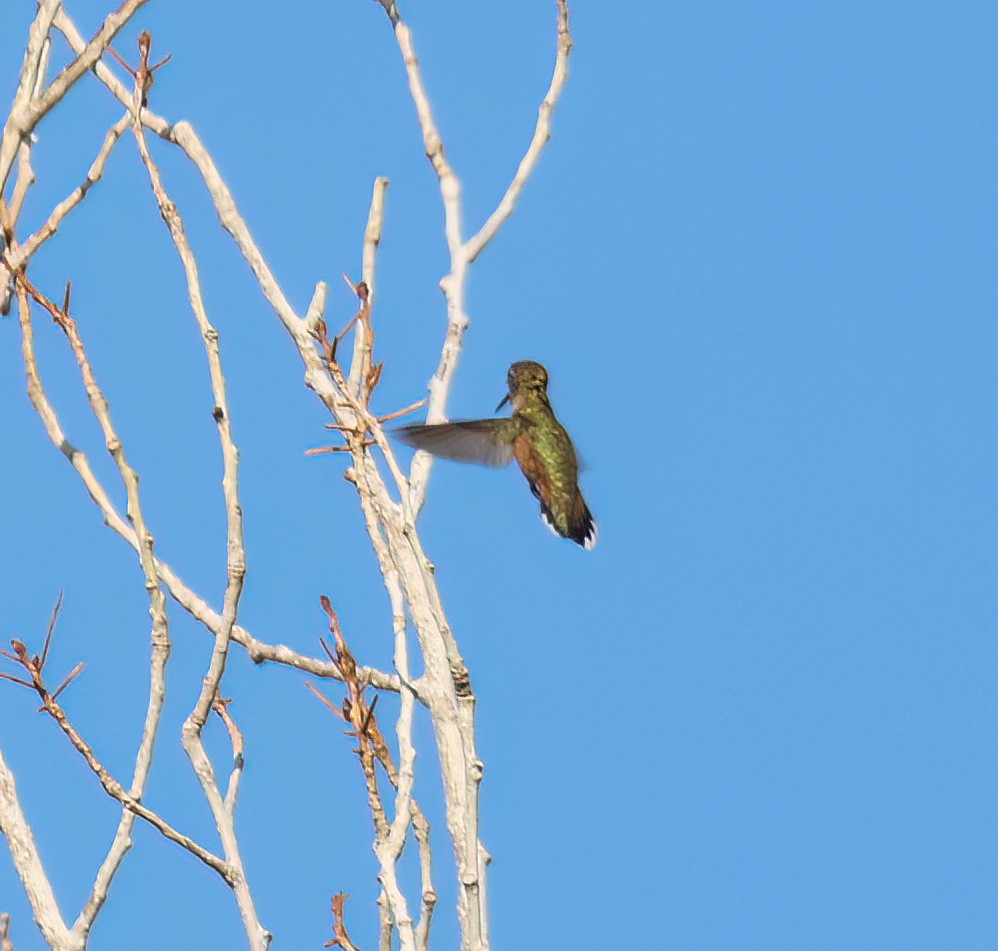 Rufous Hummingbird - ML641401038