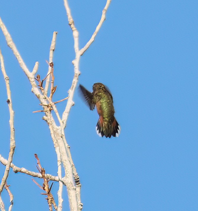 Rufous Hummingbird - ML641401039