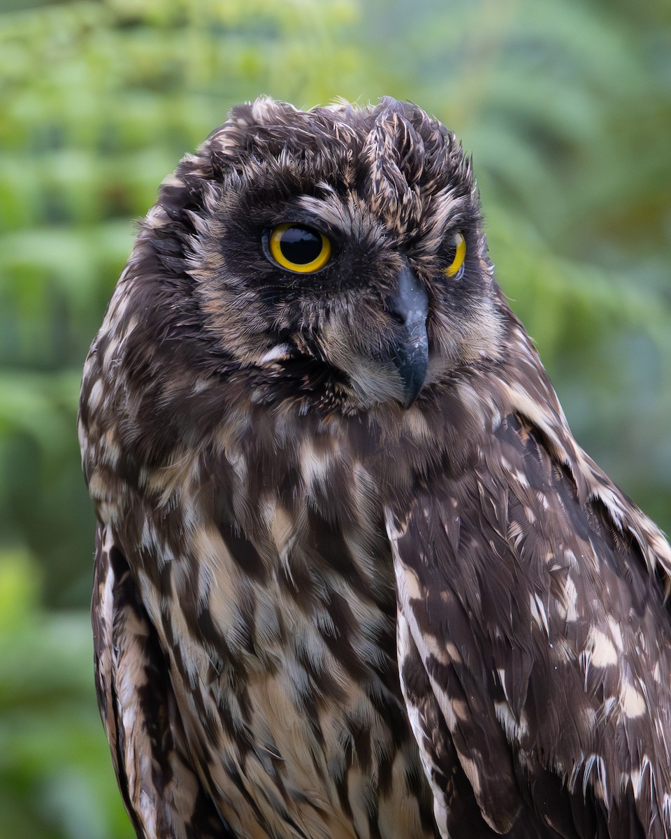 Short-eared Owl - ML641401049