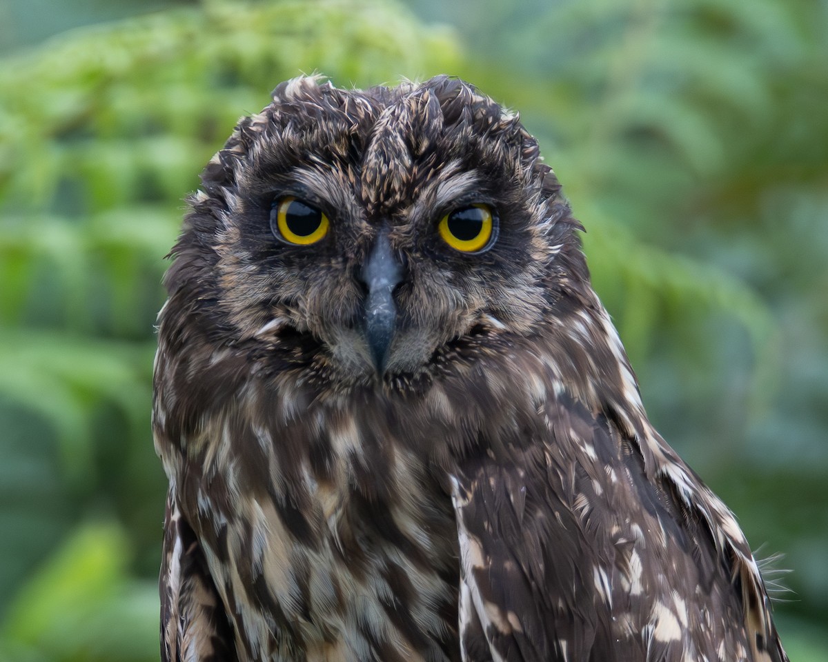 Short-eared Owl - ML641401050