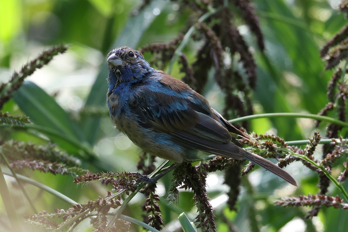 Indigo Bunting - ML641401051
