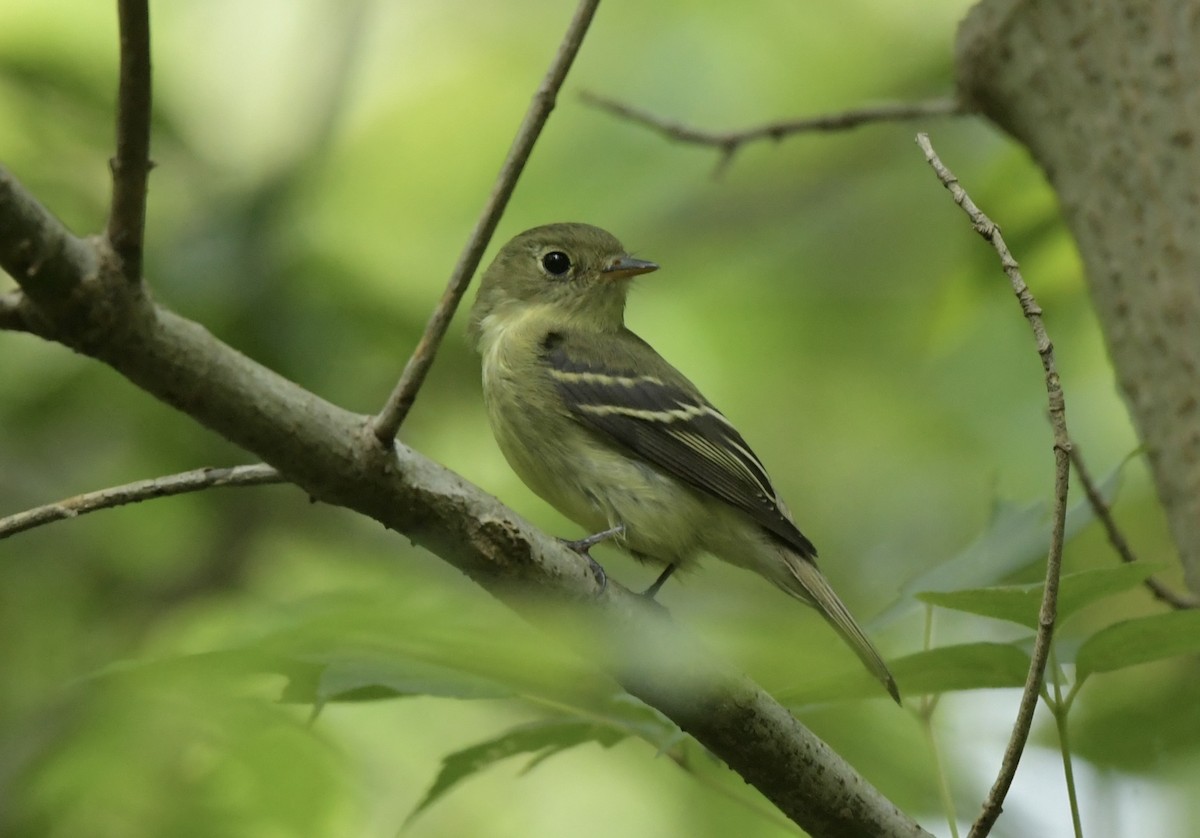 Yellow-bellied Flycatcher - ML641401074