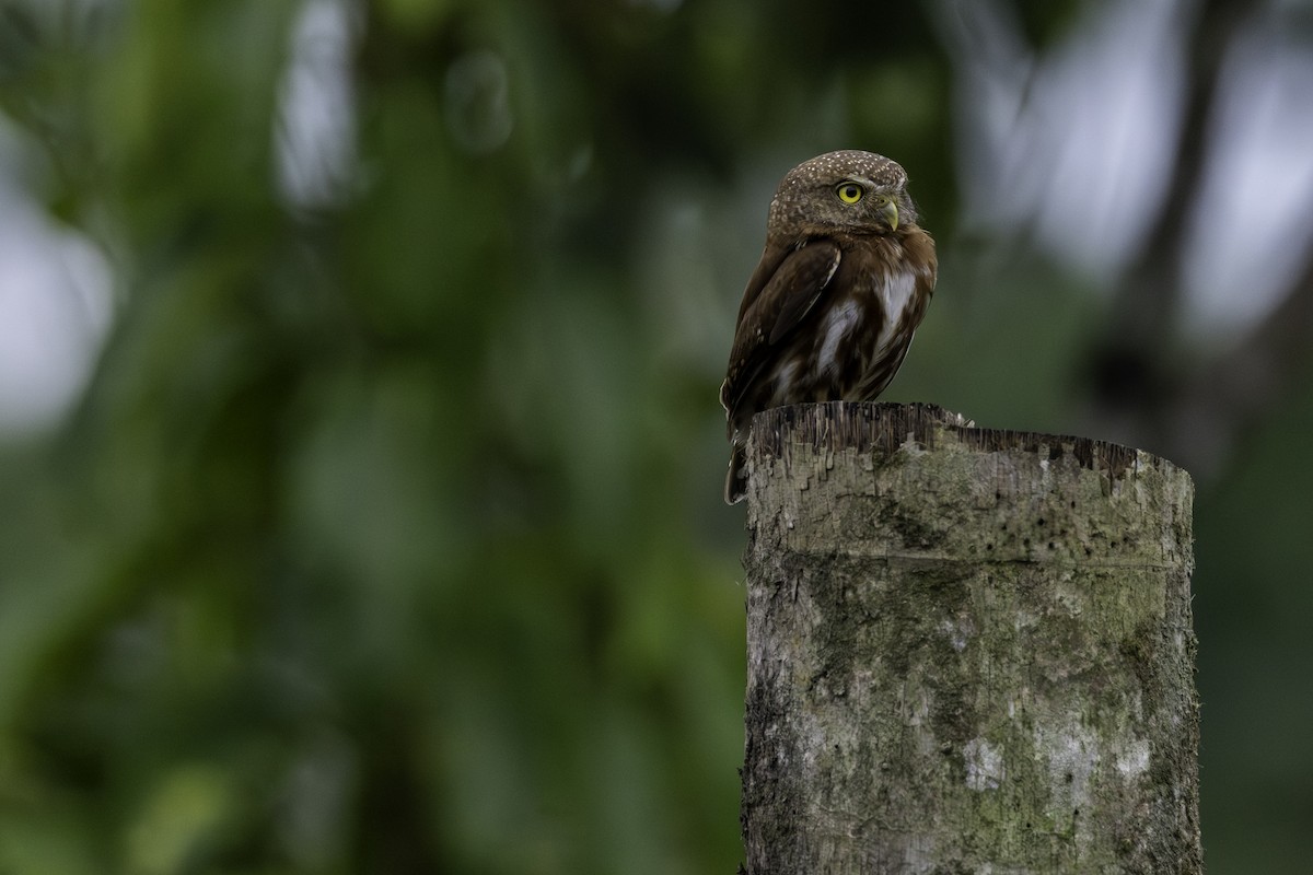 Central American Pygmy-Owl - ML641401093