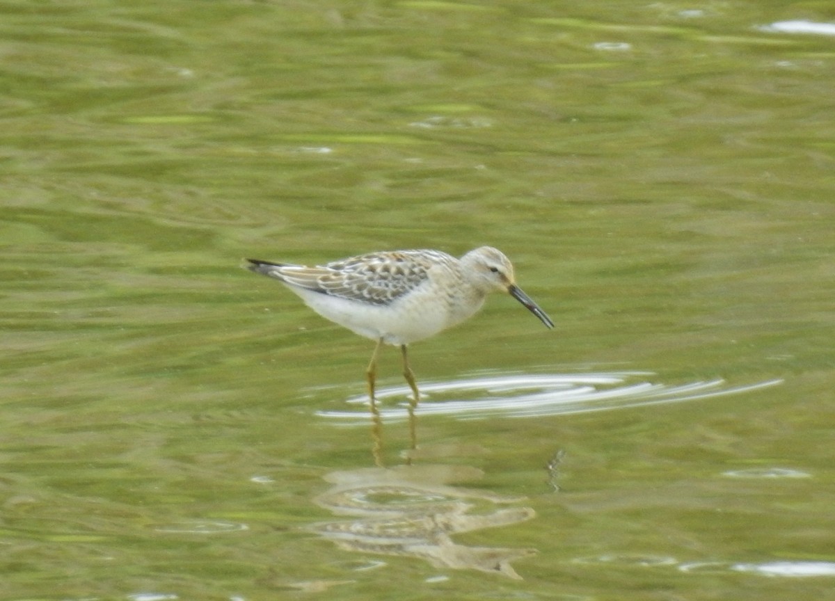 Stilt Sandpiper - ML641401117