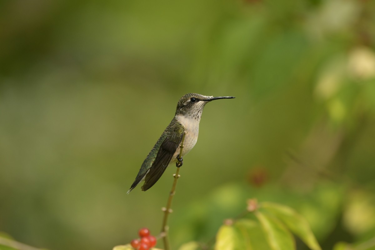 Ruby-throated Hummingbird - ML641401118