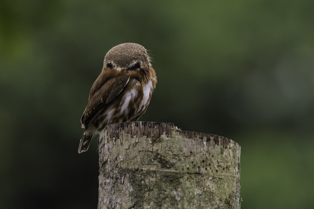 Central American Pygmy-Owl - ML641401120