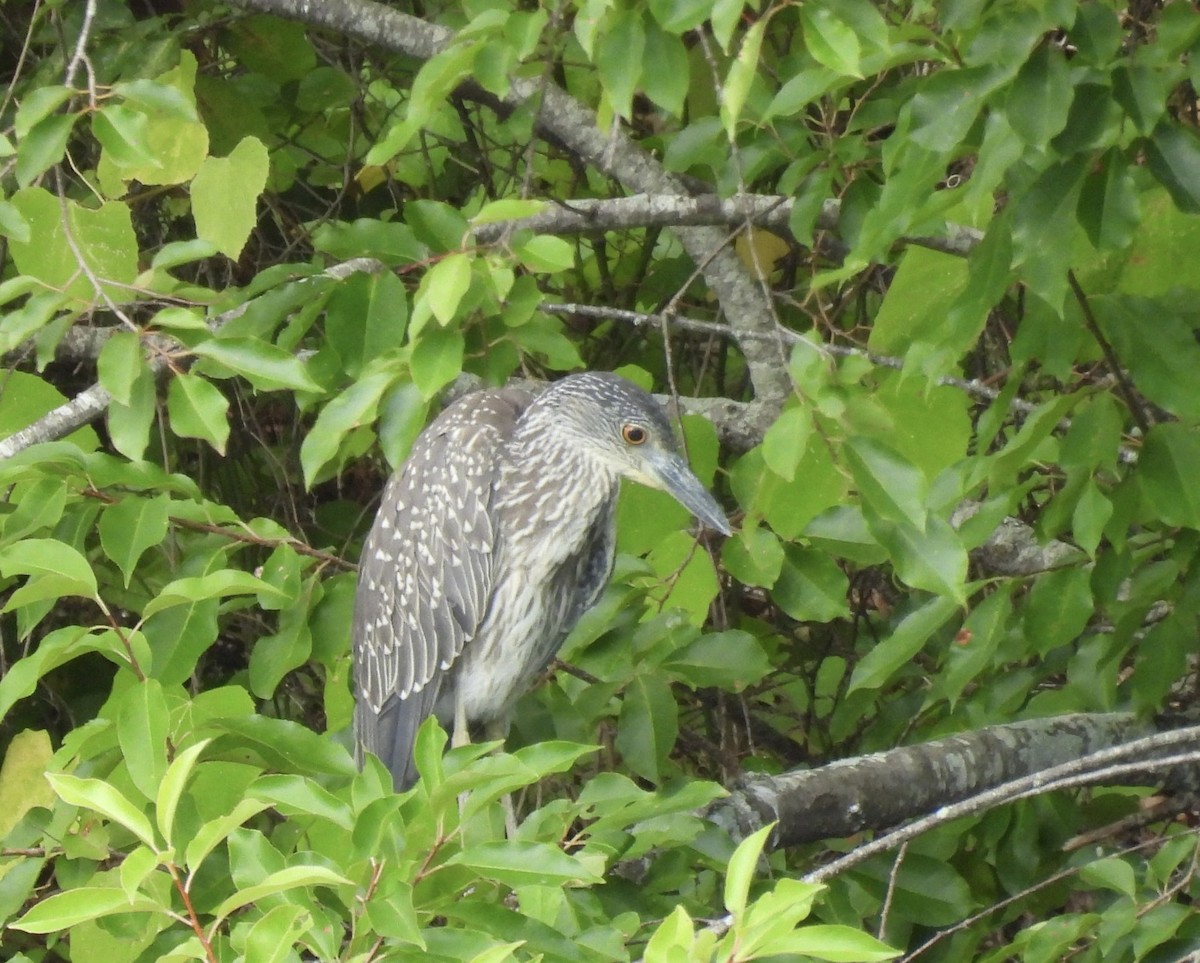 Yellow-crowned Night Heron - ML641401134