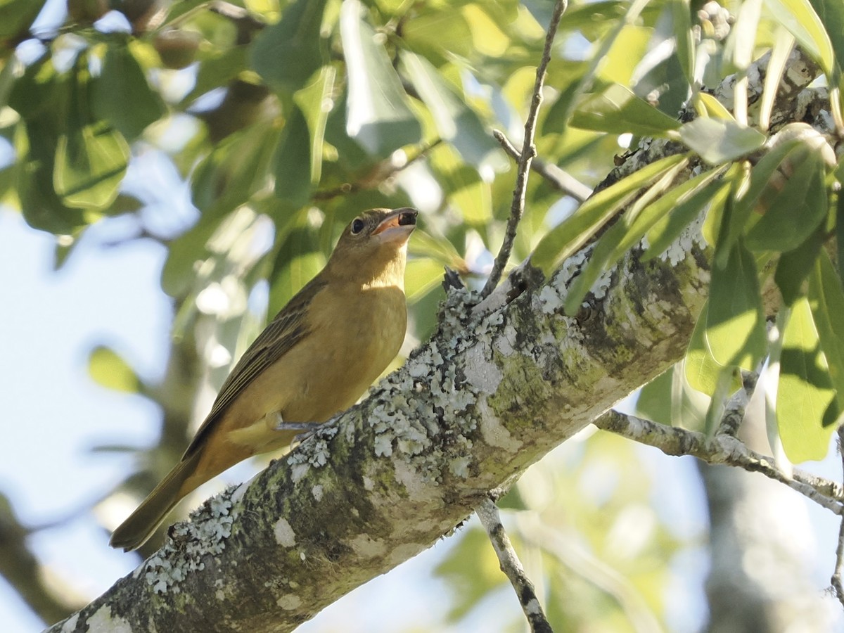 Summer Tanager - ML641401136