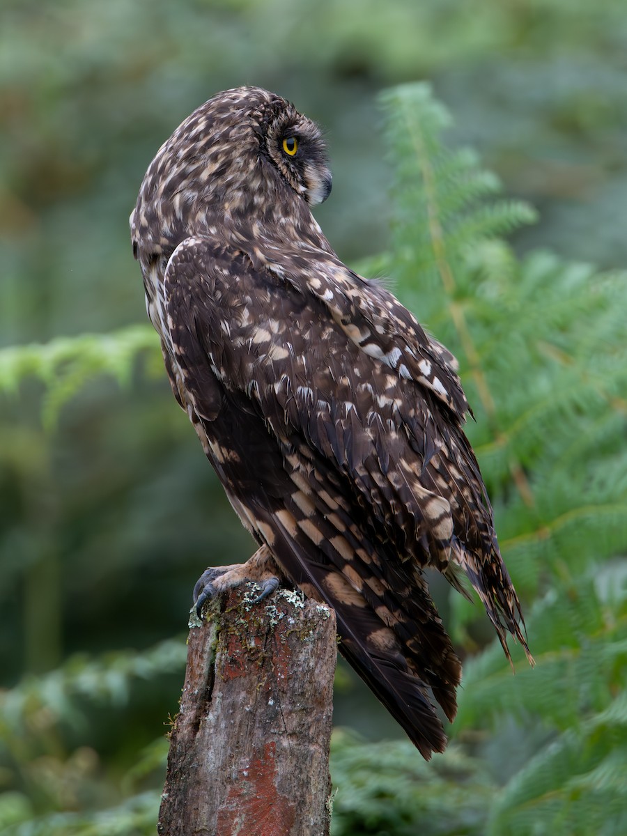 Short-eared Owl - ML641401138