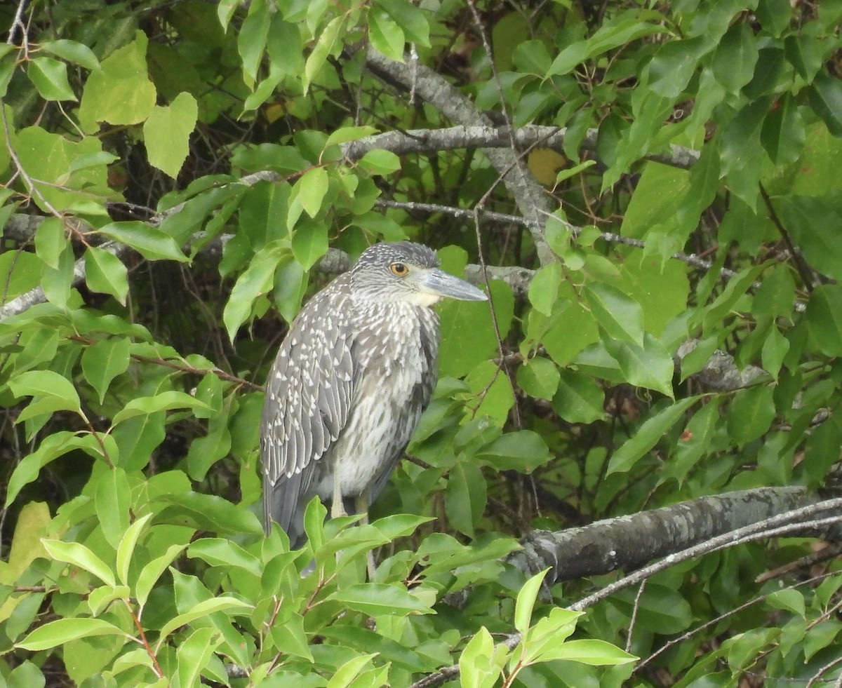 Yellow-crowned Night Heron - ML641401139