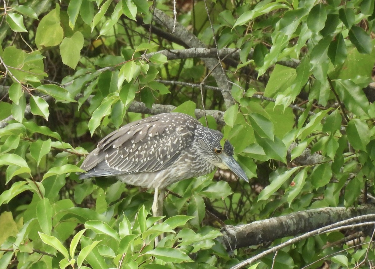 Yellow-crowned Night Heron - ML641401143