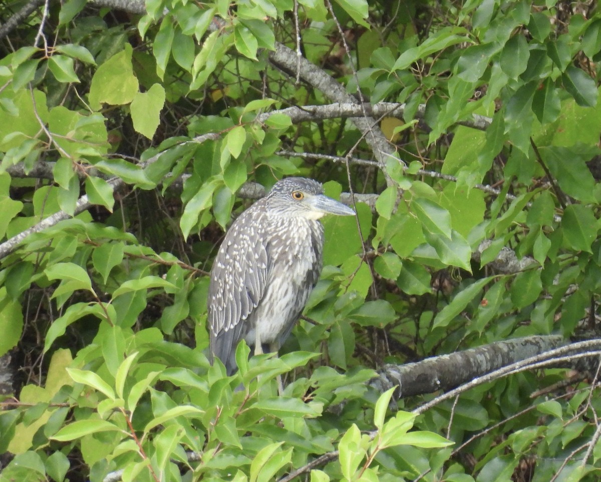 Yellow-crowned Night Heron - ML641401145