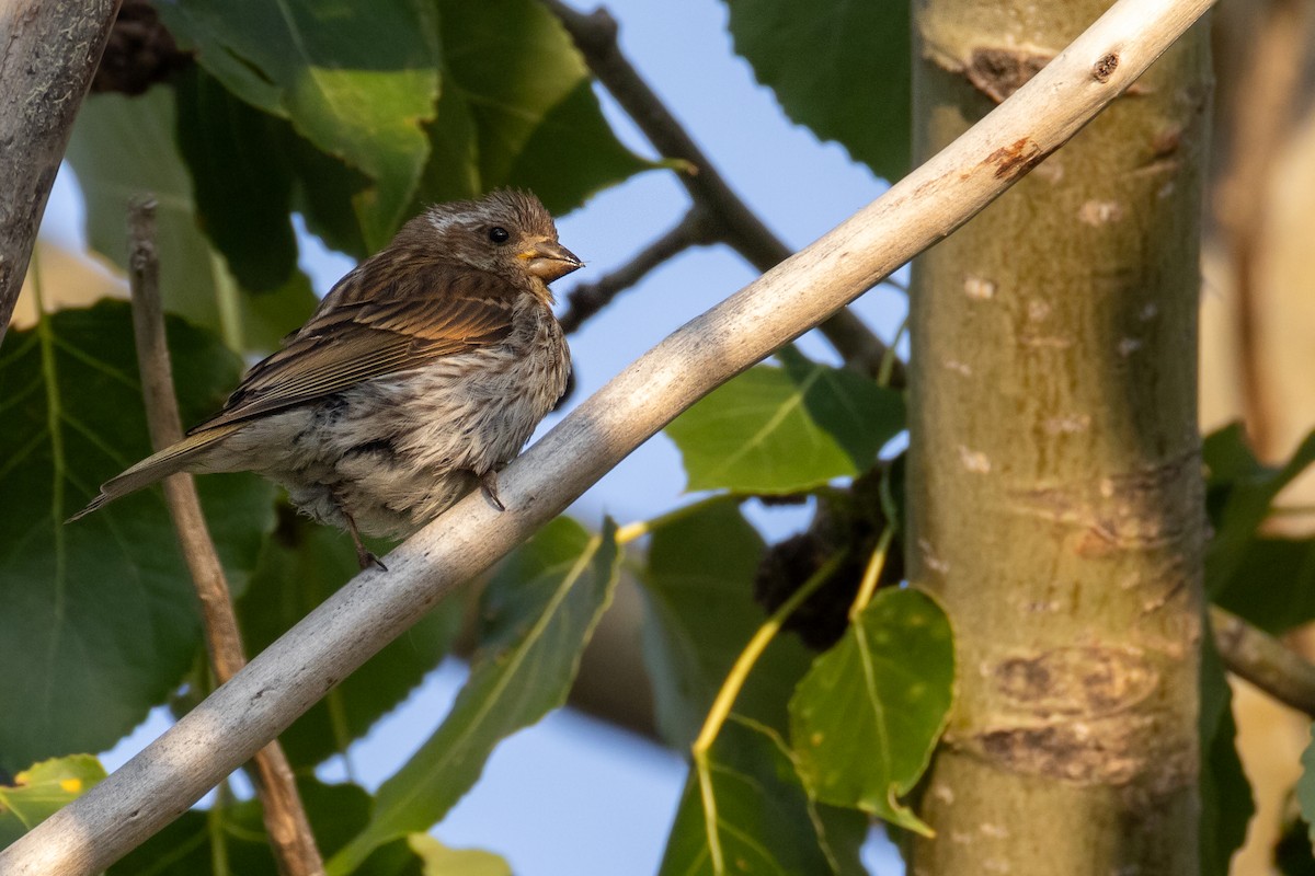 Purple Finch - ML641401148