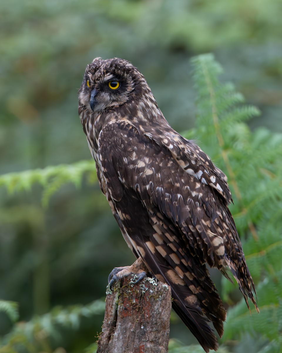 Short-eared Owl - ML641401152