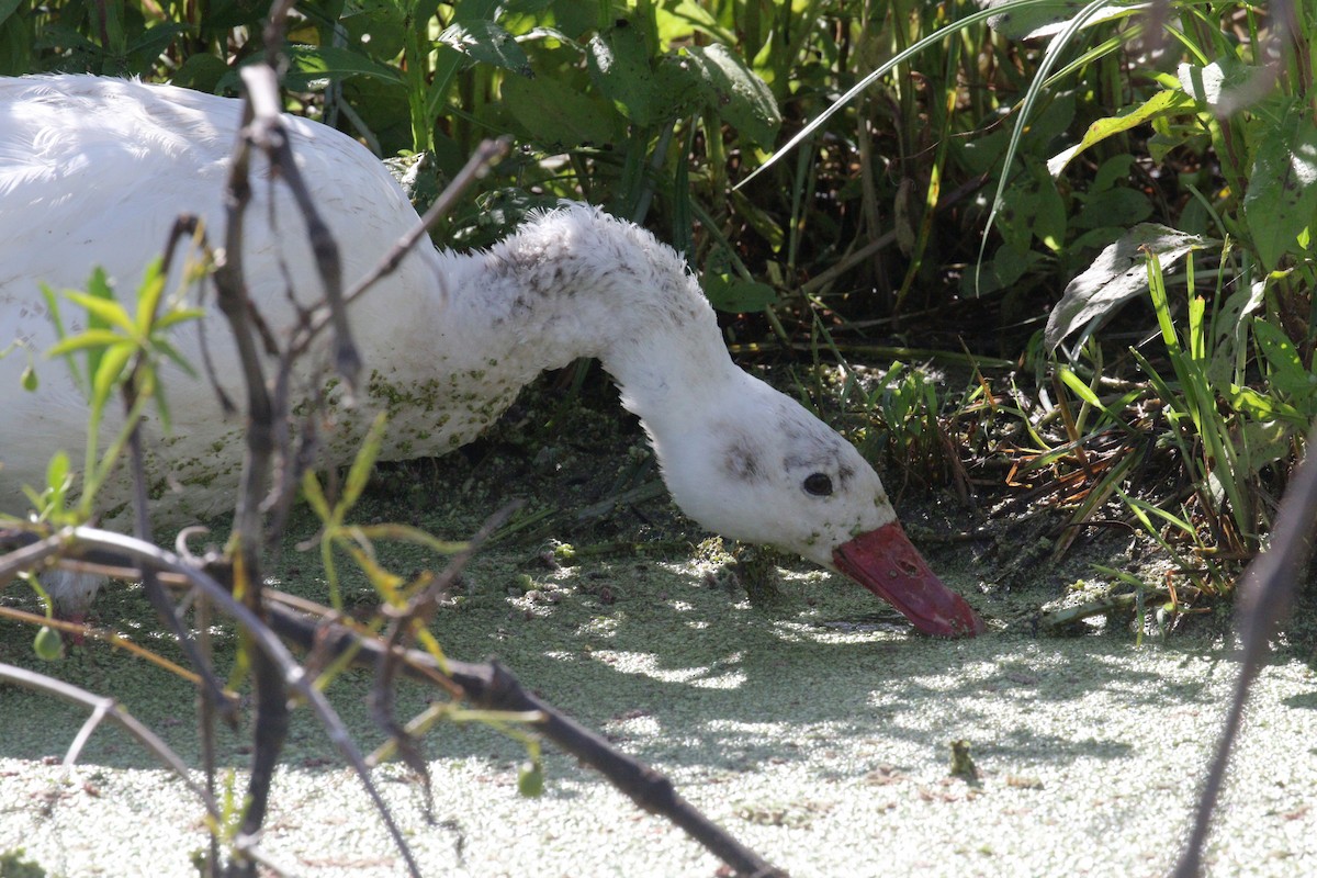 Coscoroba Swan - ML641401159