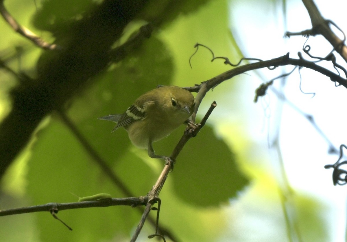 Bay-breasted Warbler - ML641401164