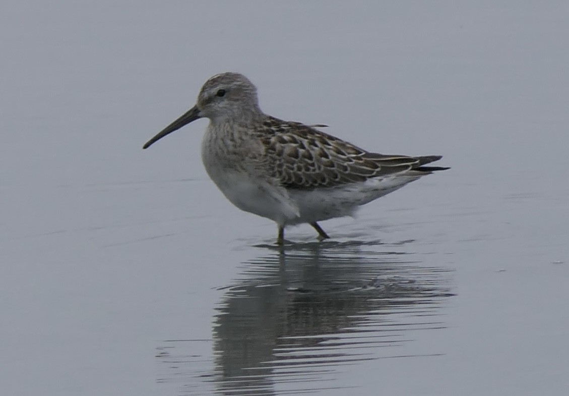 Stilt Sandpiper - ML641401171