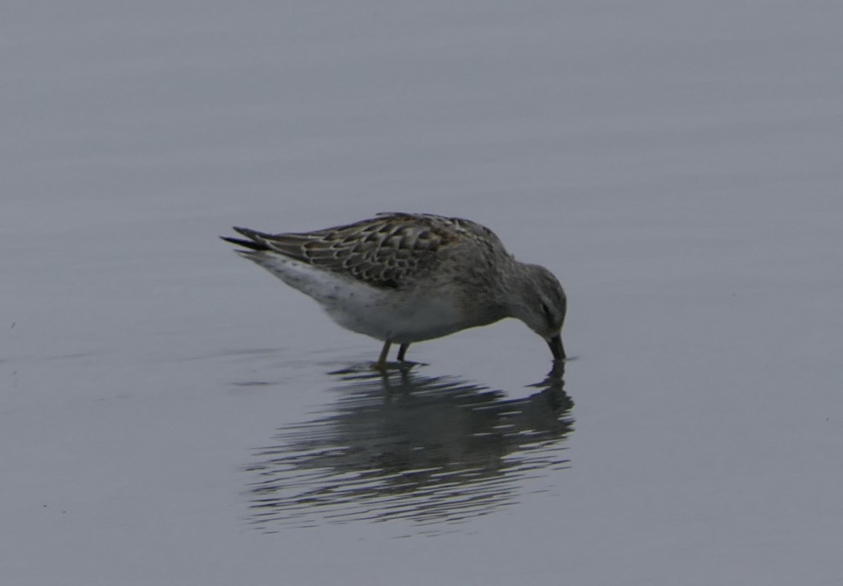 Stilt Sandpiper - ML641401172