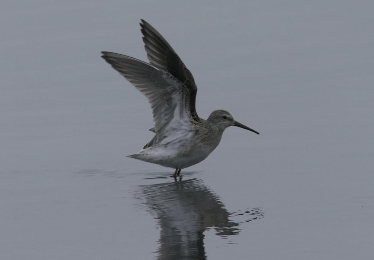 Stilt Sandpiper - ML641401173