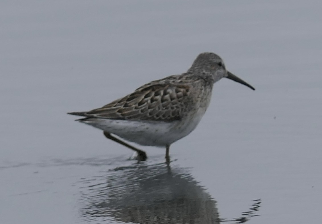 Stilt Sandpiper - ML641401174