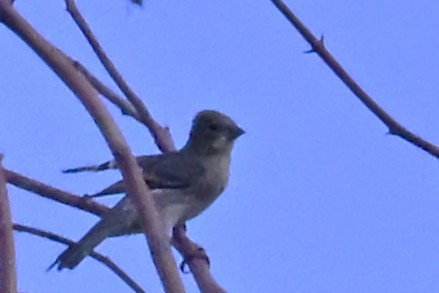 Lazuli Bunting - ML641401180