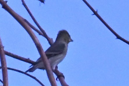 Lazuli Bunting - ML641401183