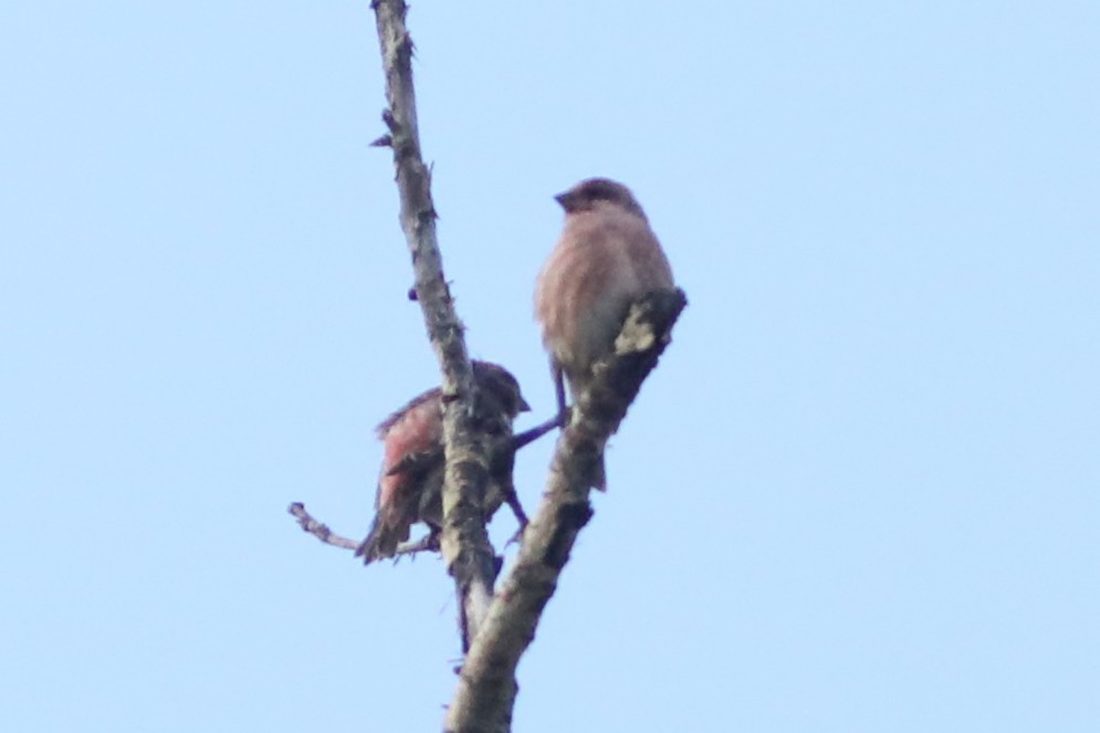 Purple Finch - ML641401230