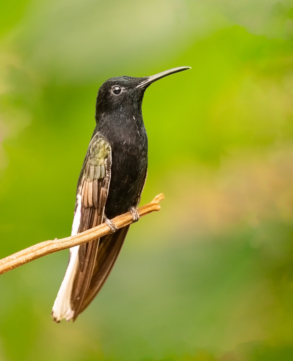 Black Jacobin - ML641401244