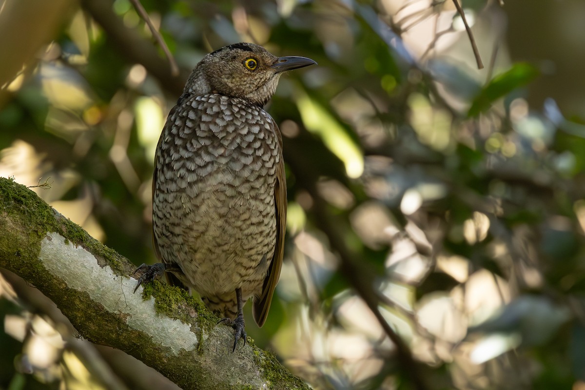 Regent Bowerbird - ML641401250