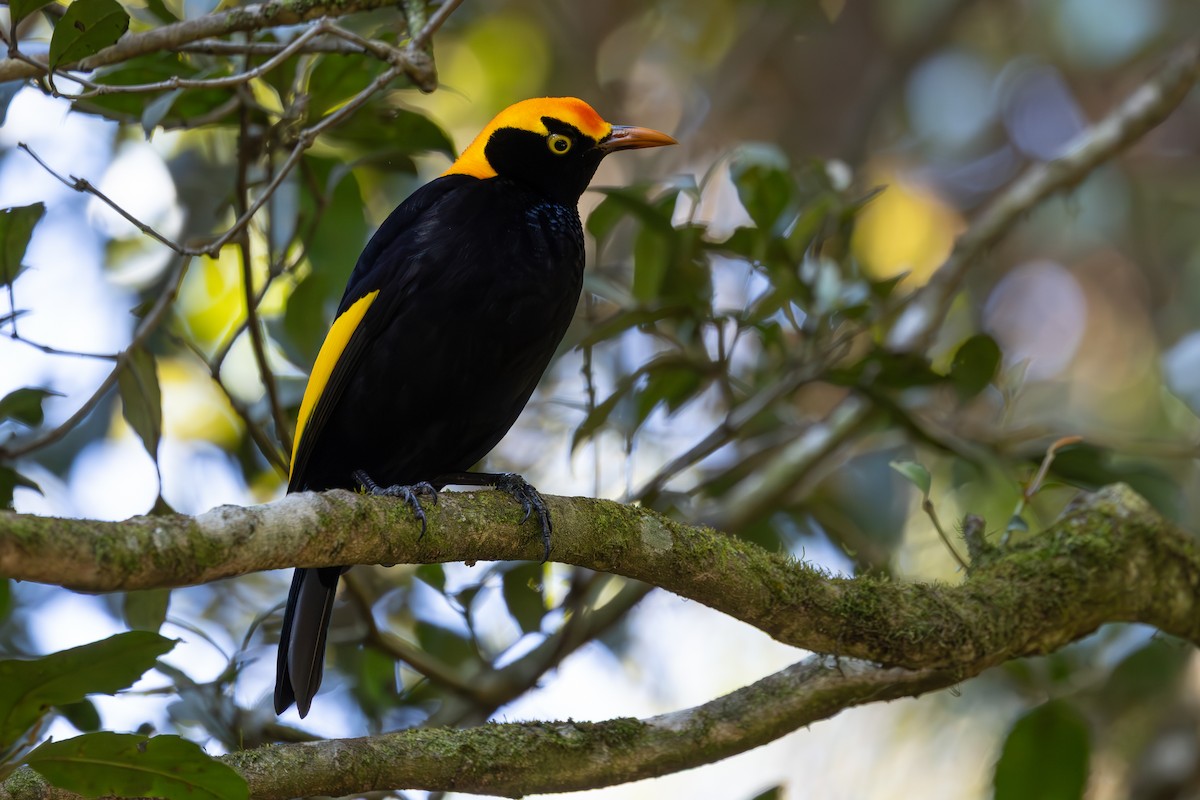 Regent Bowerbird - ML641401252