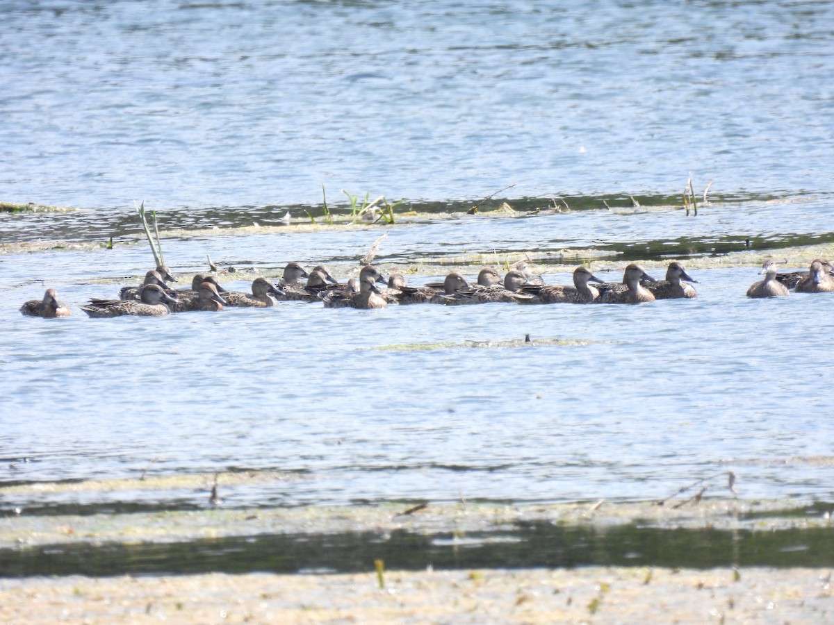 Blue-winged Teal - ML641401265