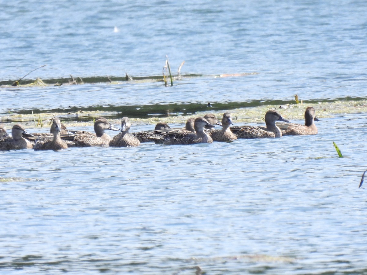 Blue-winged Teal - ML641401266
