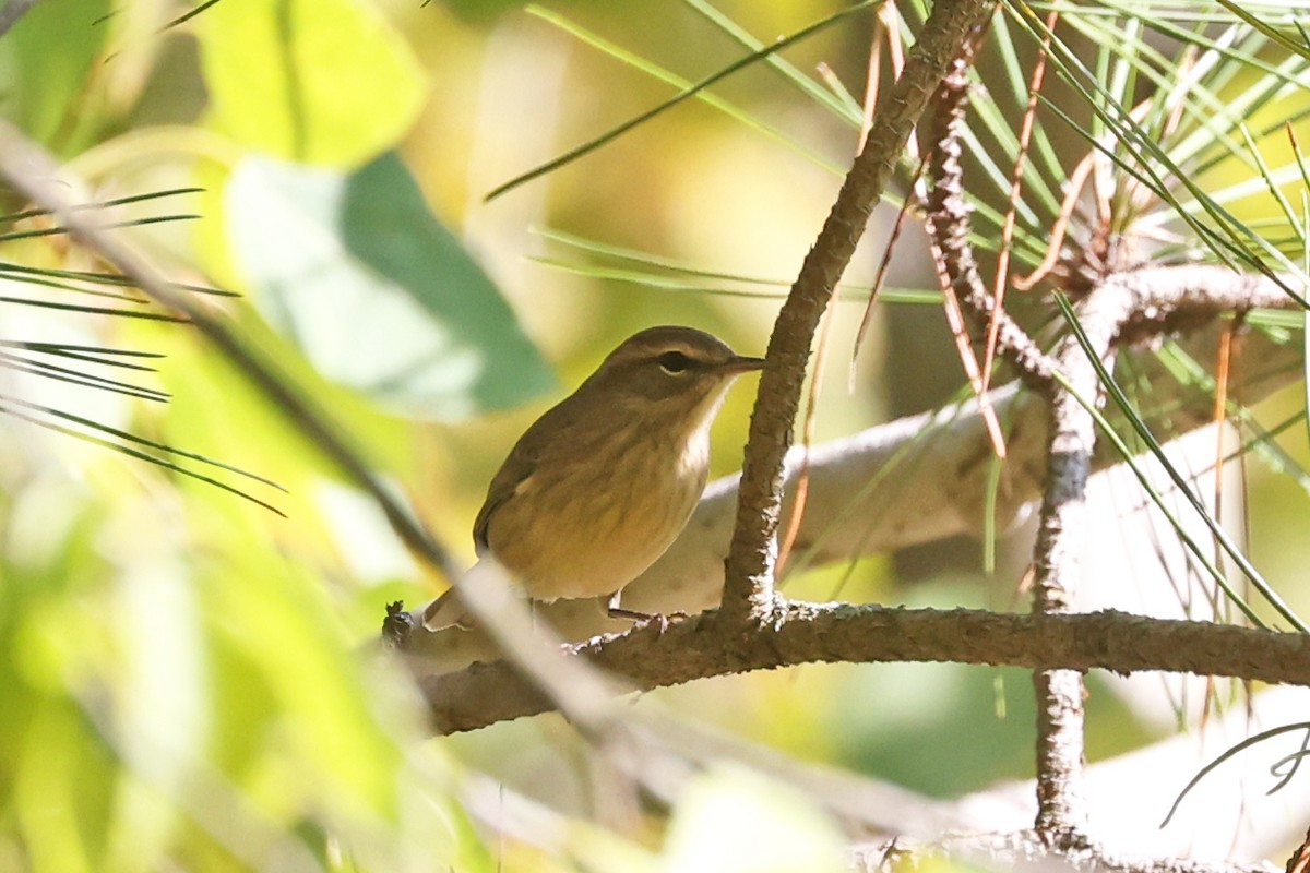 Palm Warbler - ML641401268