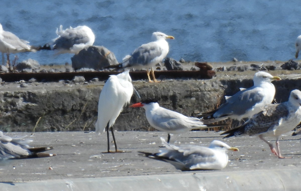 Caspian Tern - ML641401277