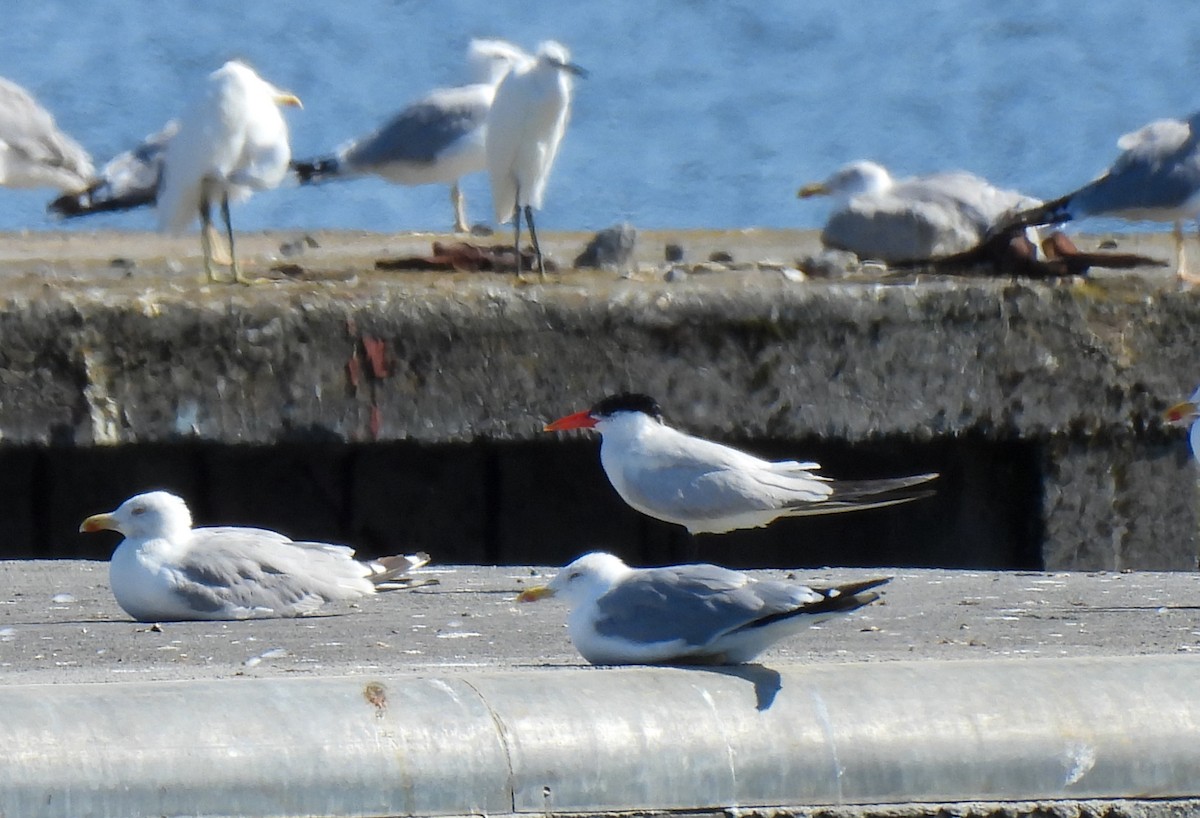 Caspian Tern - ML641401278