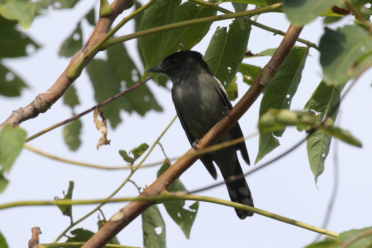 White-winged Becard - ML641401294