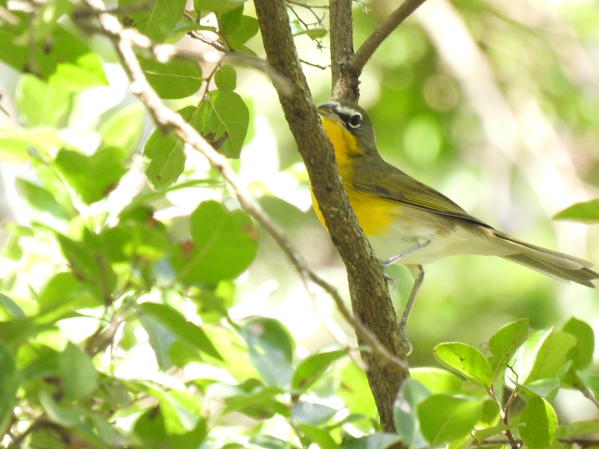 Yellow-breasted Chat - ML641401302