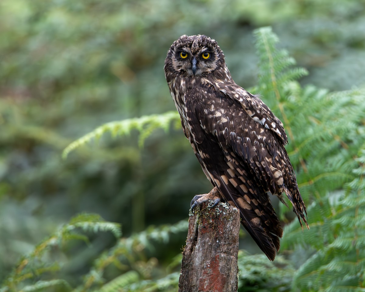 Short-eared Owl - ML641401304