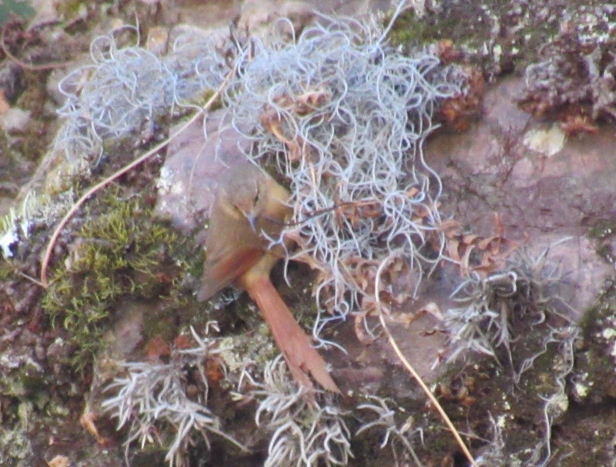 Tawny Tit-Spinetail - ML641401306