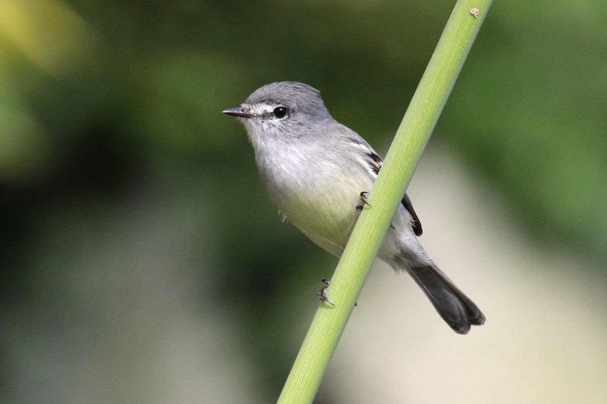 White-crested Tyrannulet (Sulphur-bellied) - ML641401314
