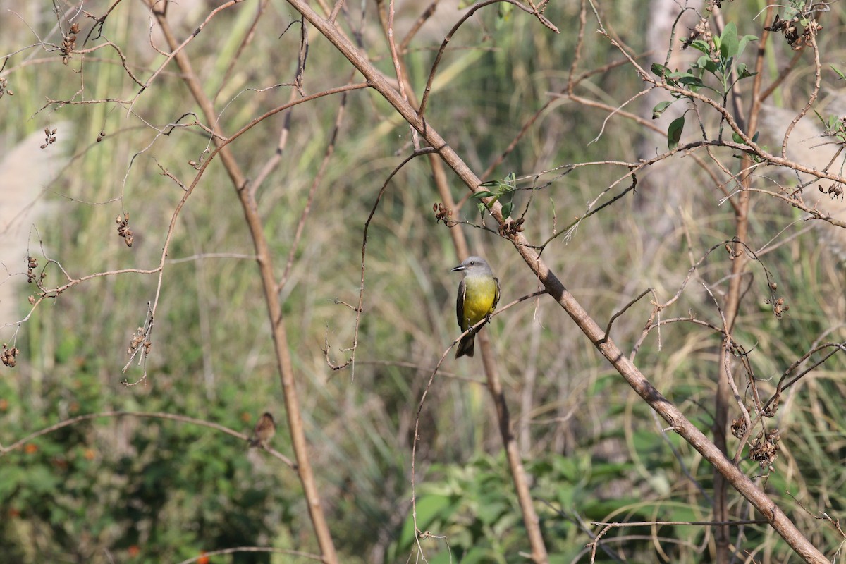 Tropical Kingbird - ML641401326