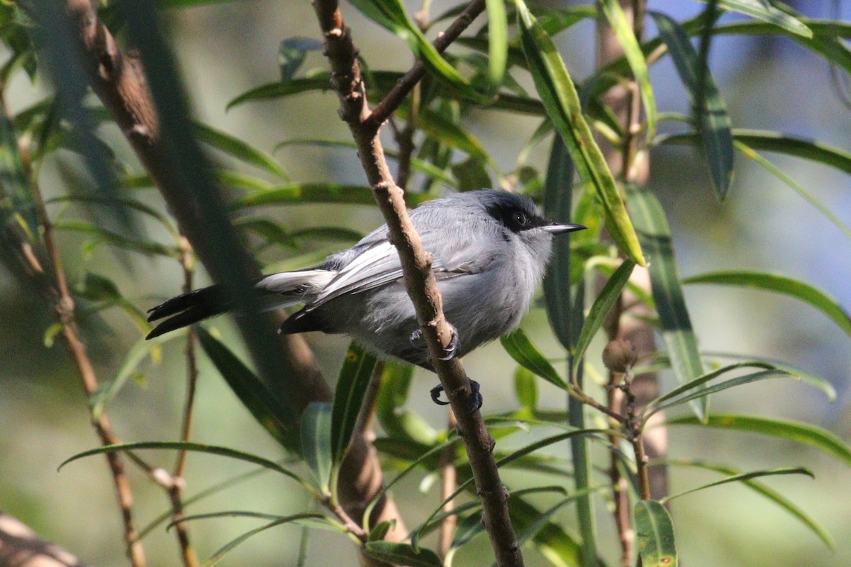 Masked Gnatcatcher - ML641401335