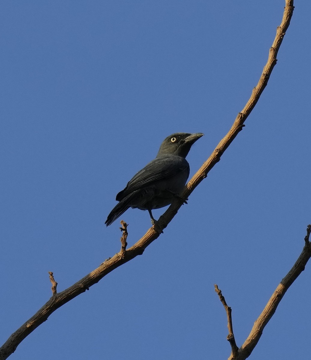 Bar-bellied Cuckooshrike - ML641401336