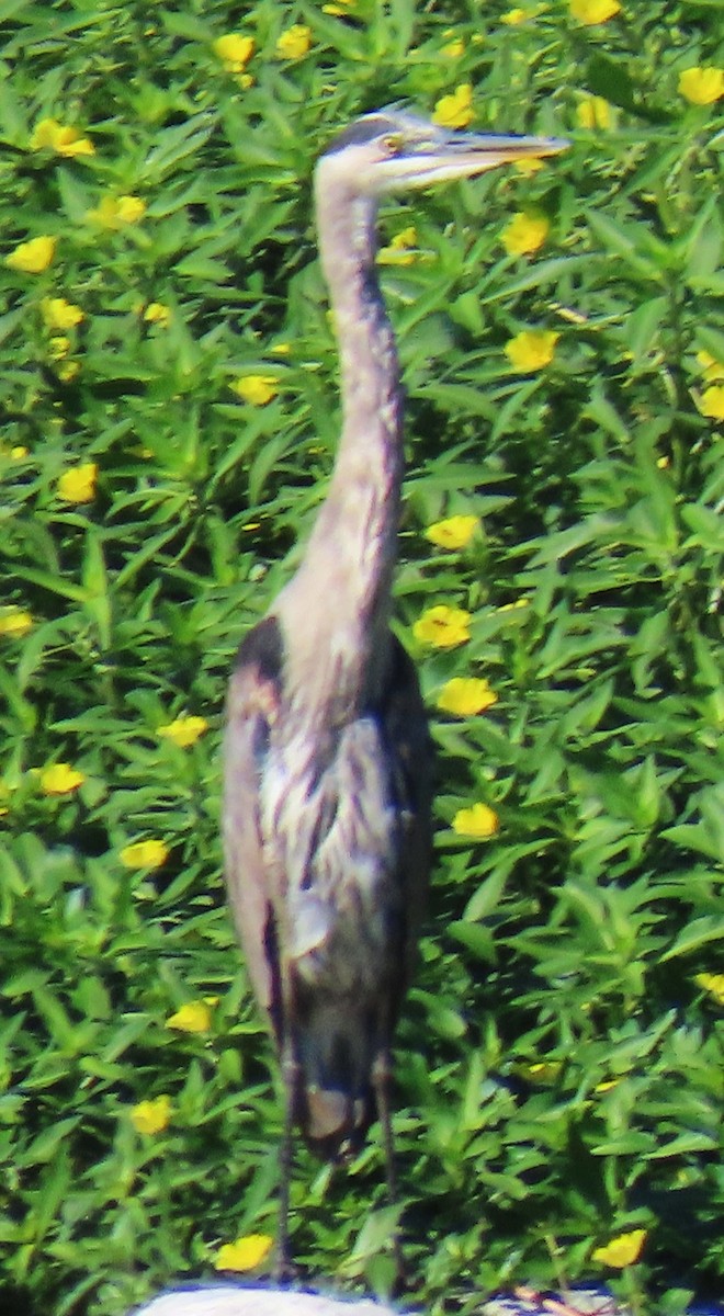 Great Blue Heron - ML641401341
