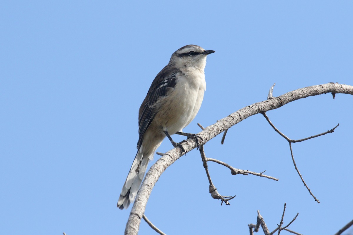Chalk-browed Mockingbird - ML641401342