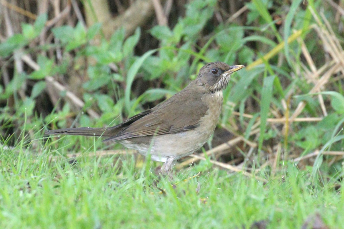 Creamy-bellied Thrush - ML641401347