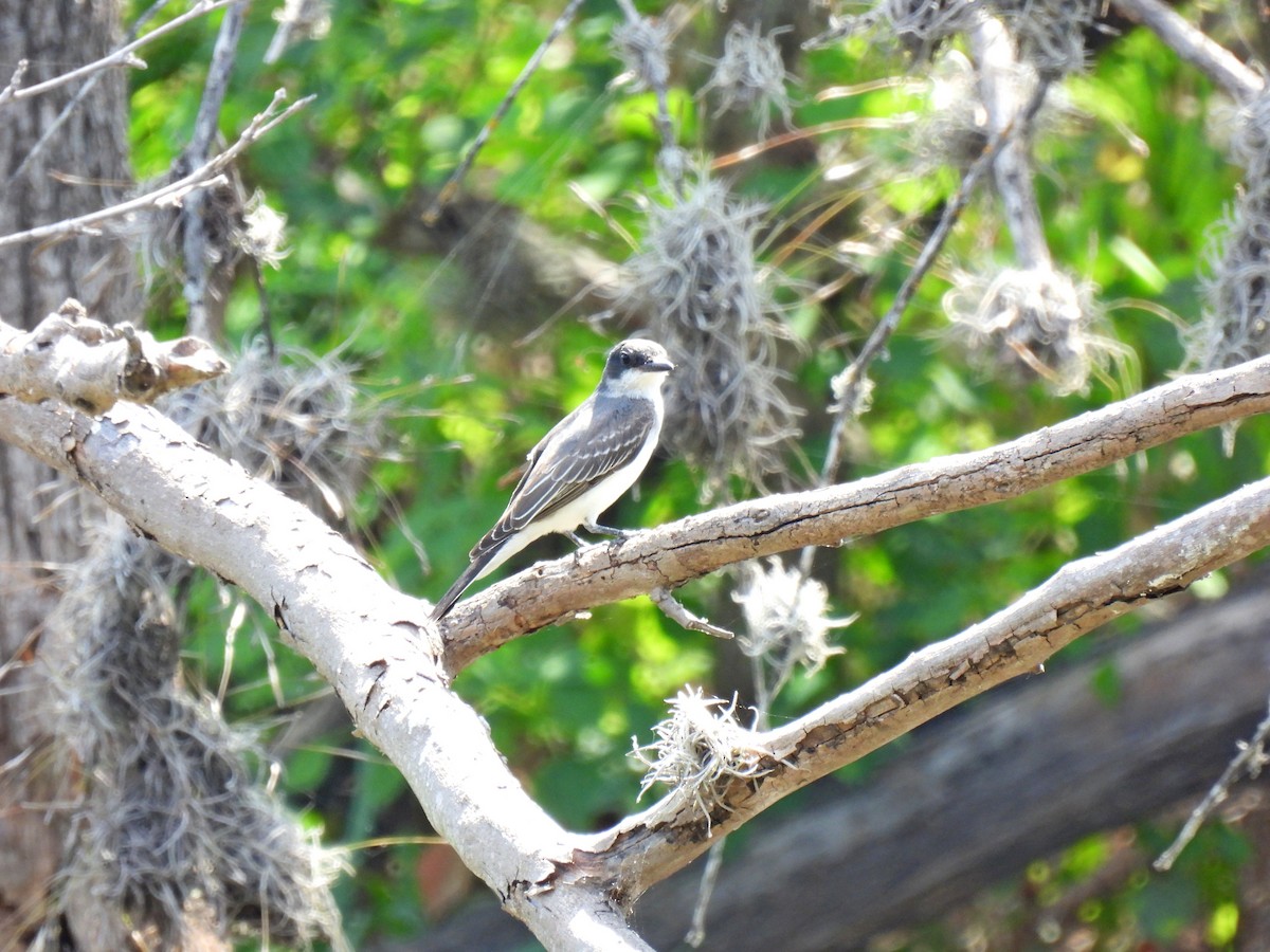 Eastern Kingbird - ML641401358