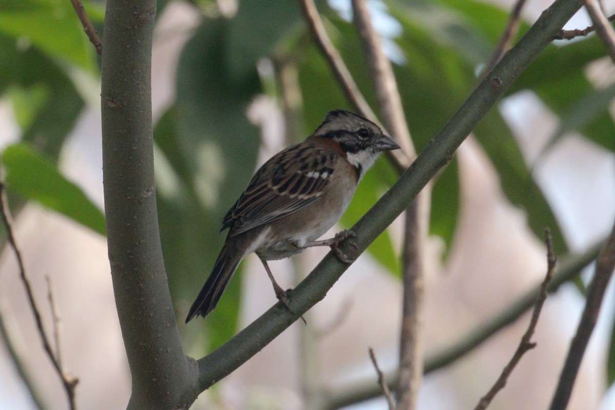 Rufous-collared Sparrow - ML641401363