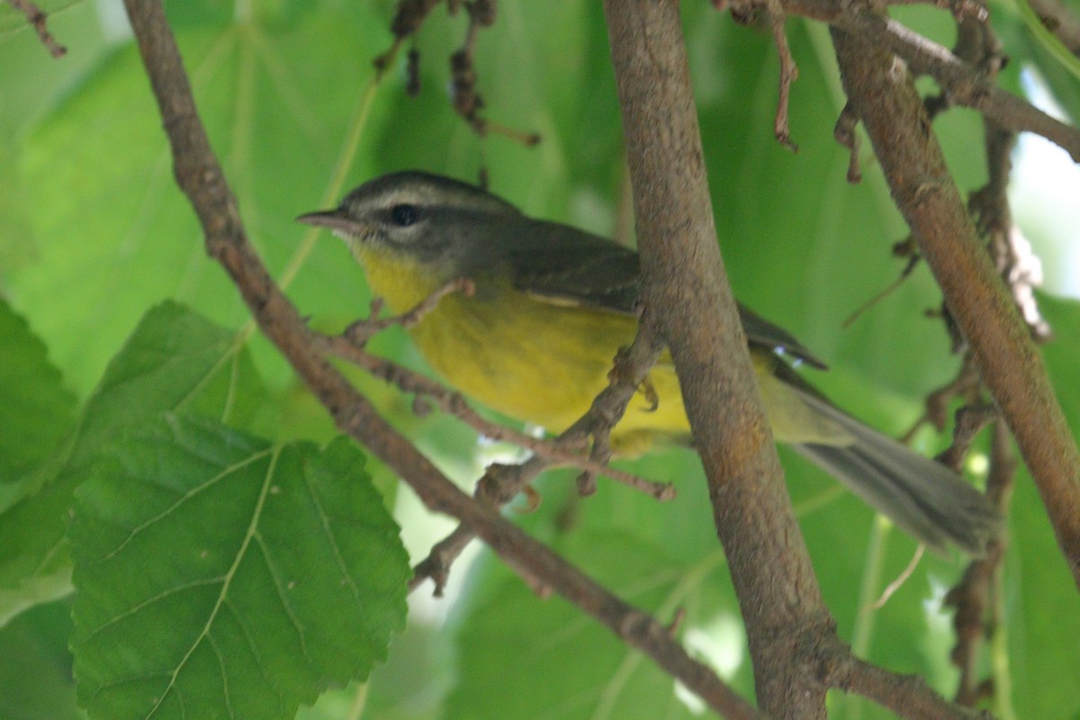 Golden-crowned Warbler - ML641401374